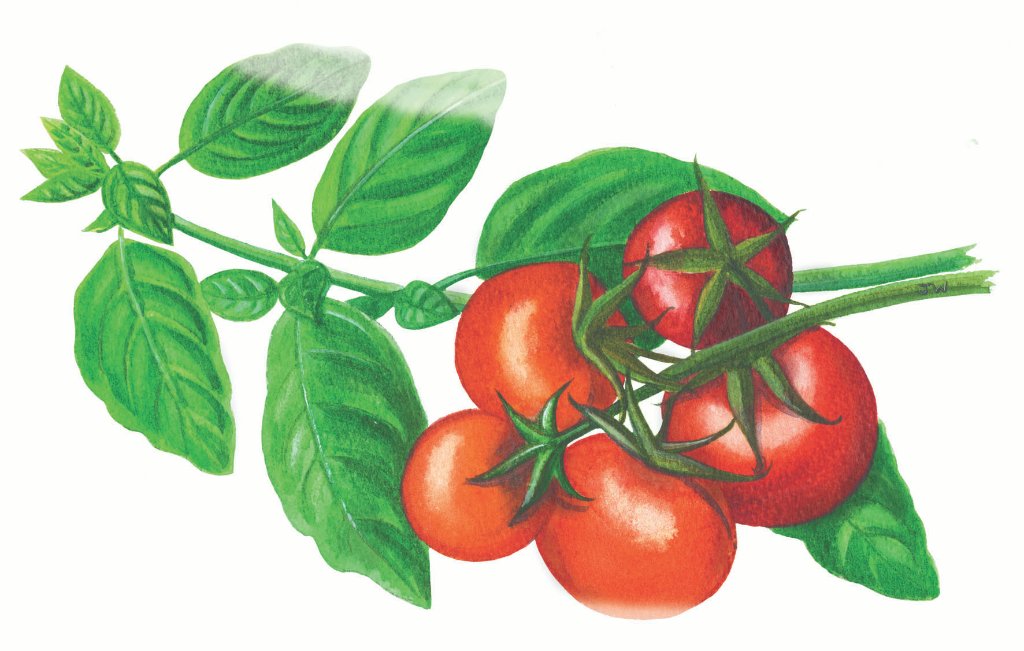 Tomato airbrushed